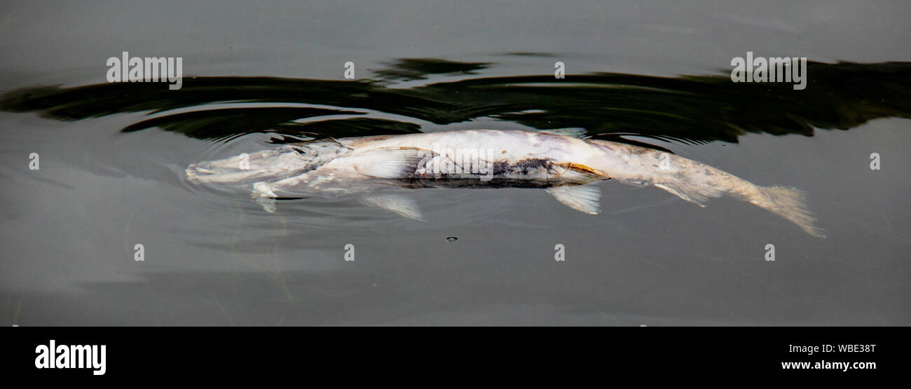 Dead Chum Salmon Floating in Water outside Ketchikan, Alaska. Chum salmon are mostly used for making dog food. This fish died after spawning. Stock Photo