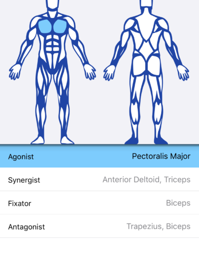 Muscle Diagram