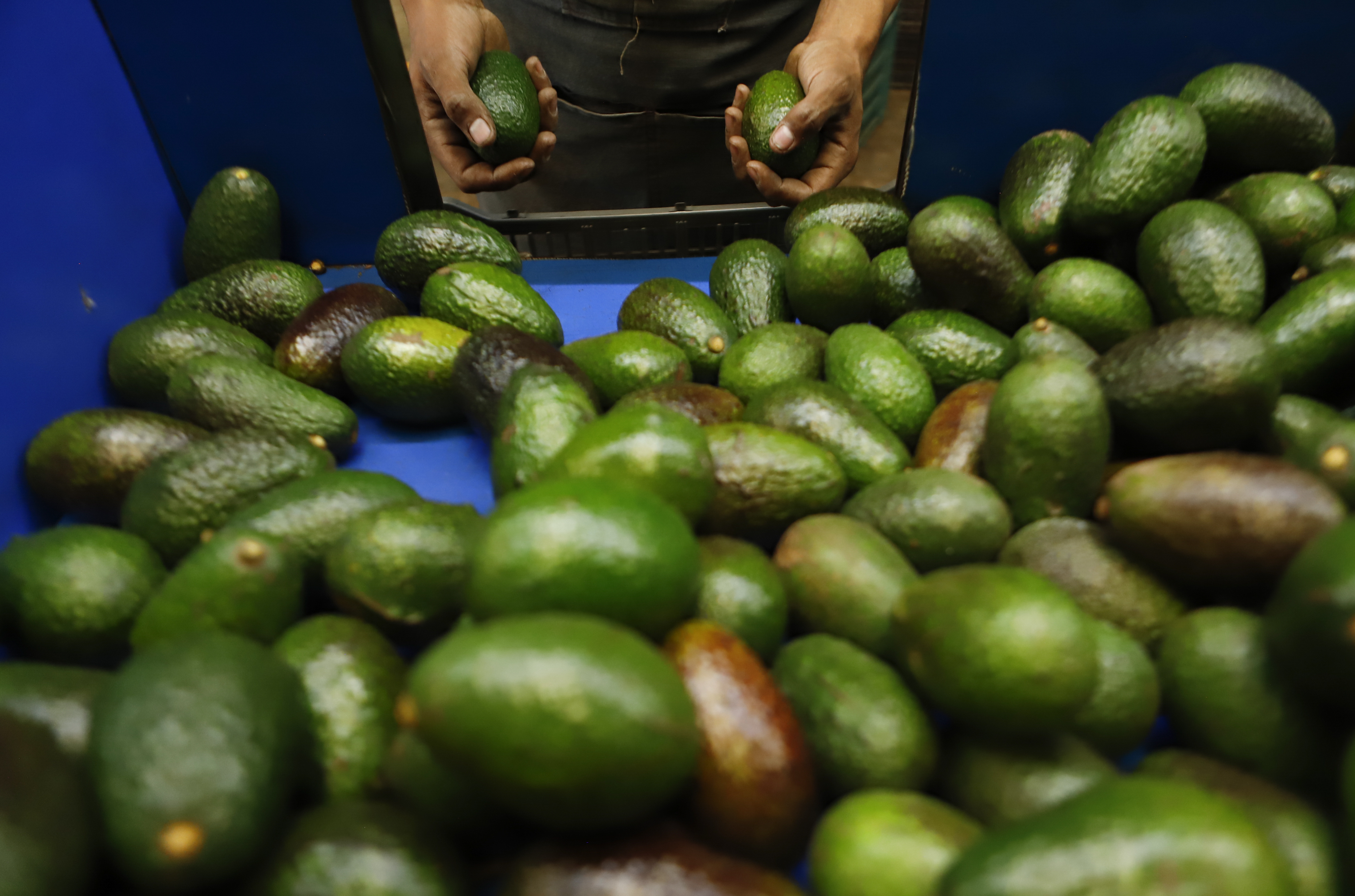 A worker selects avocados at a packing plant in Uruapan, Mexico, Wednesday, Feb. 16, 2022. Mexico has acknowledged that the U.S. government has suspended all imports of Mexican avocados after a U.S. plant safety inspector in Mexico received a threat. (AP Photo/Armando Solis)