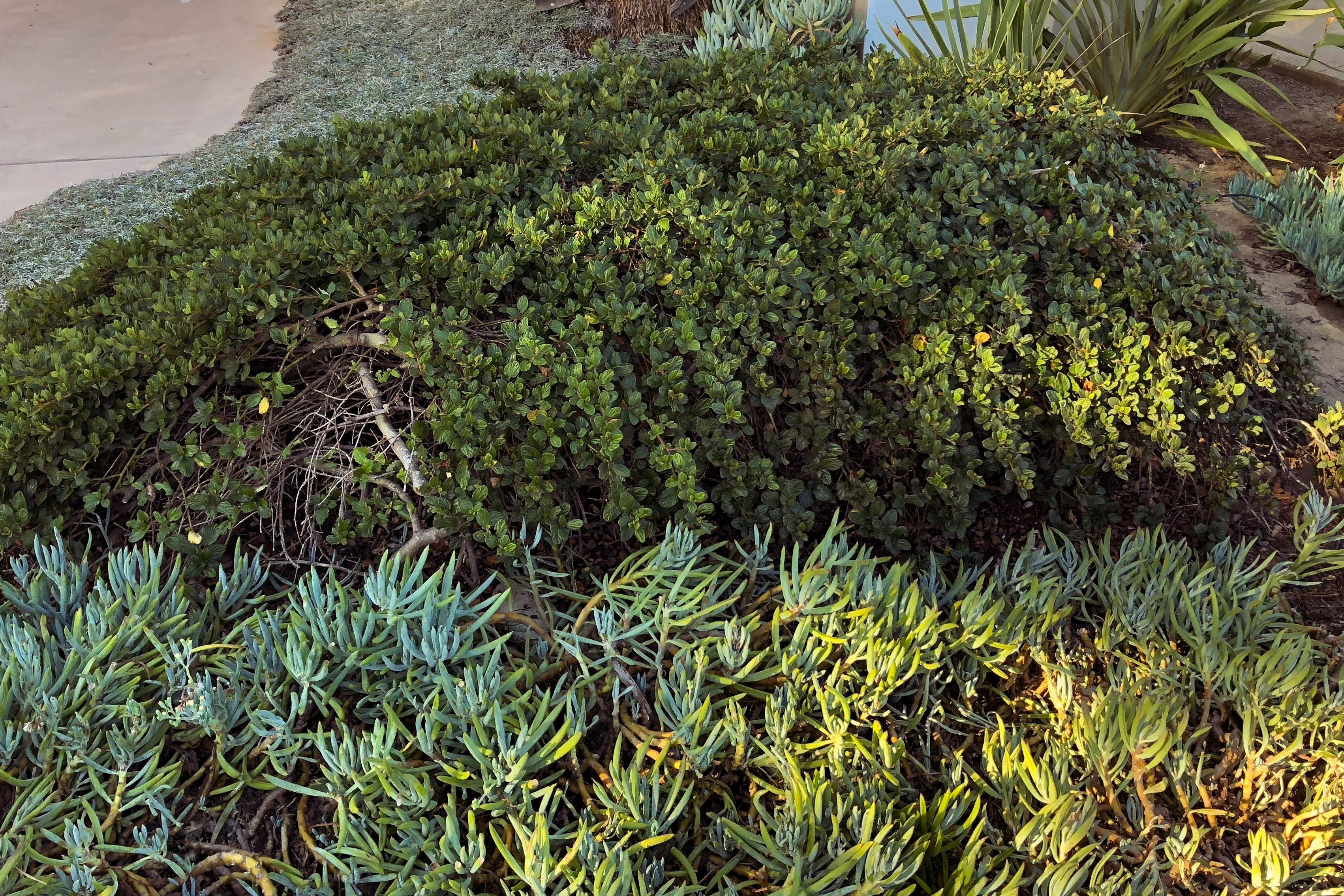 Yankee Point Carmel Ceanothus (Ceanothus thyrsiflorus var. griseus 'Yankee Point')