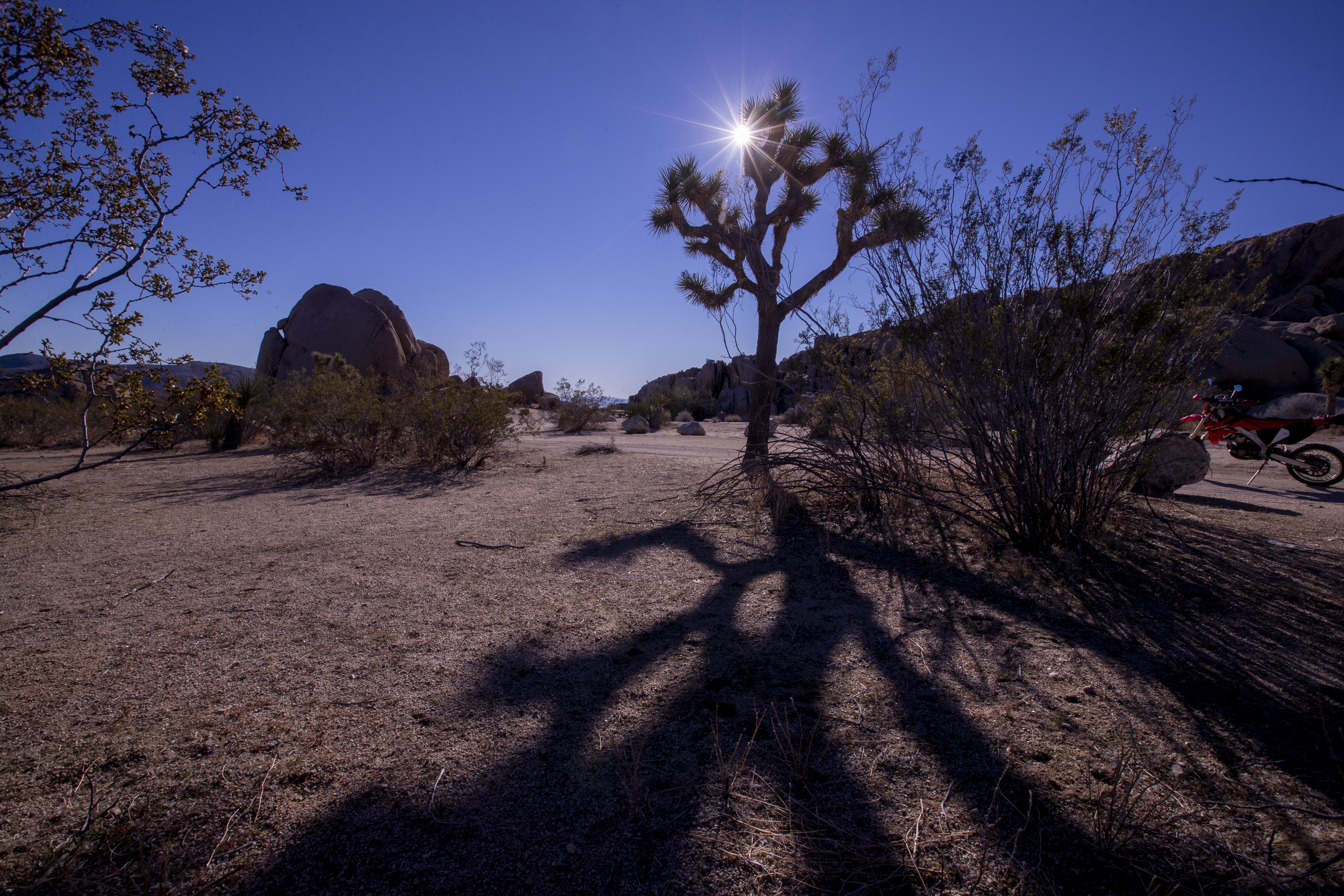 Joshua Tree, CA - January 26: A Joshua Tree lit up by the morning sunrise casts long shadows in Joshua Tree National Park Wednesday, Jan. 26, 2022. (Allen J. Schaben / Los Angeles Times)