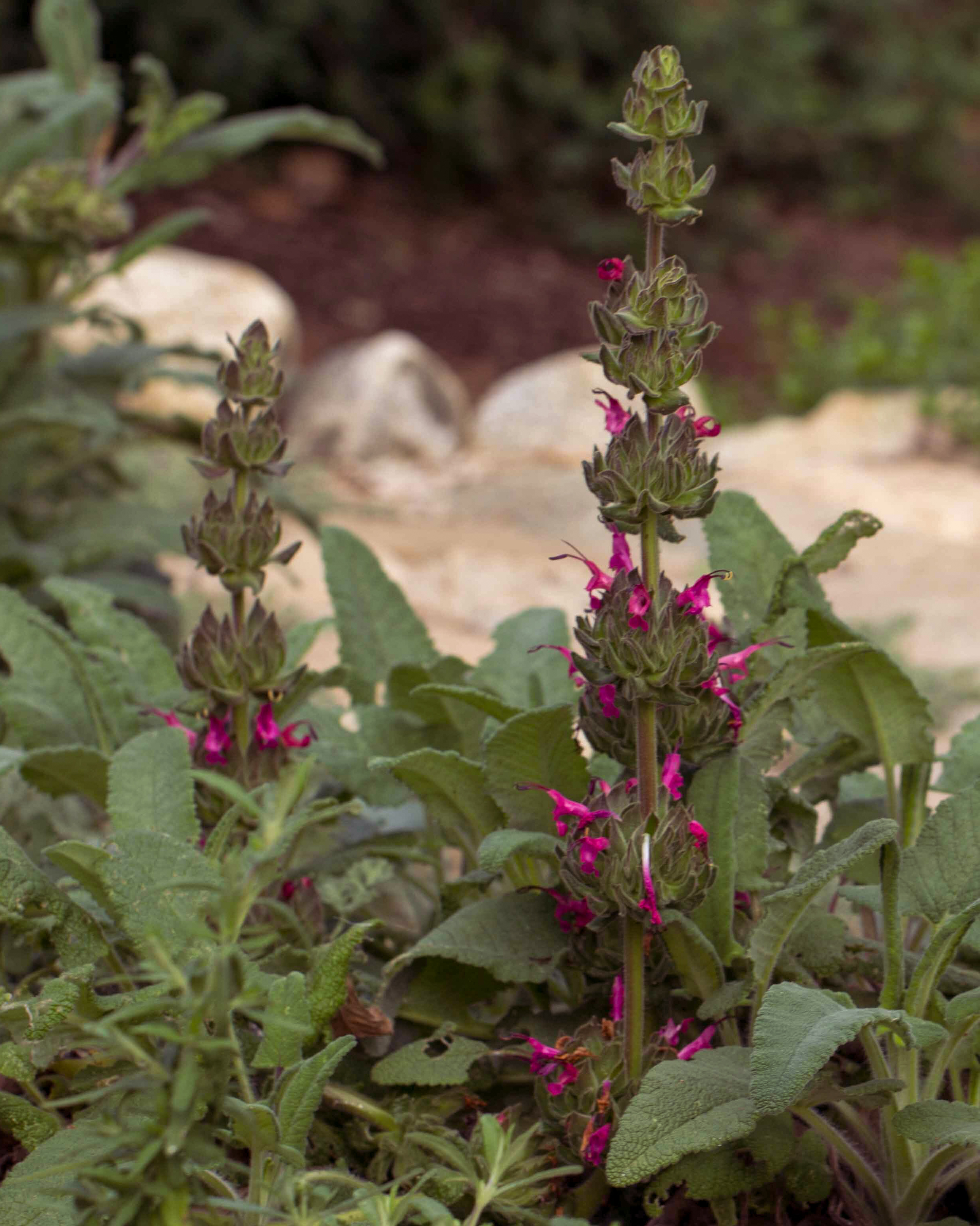 Hummingbird sage (Salvia spathacea)