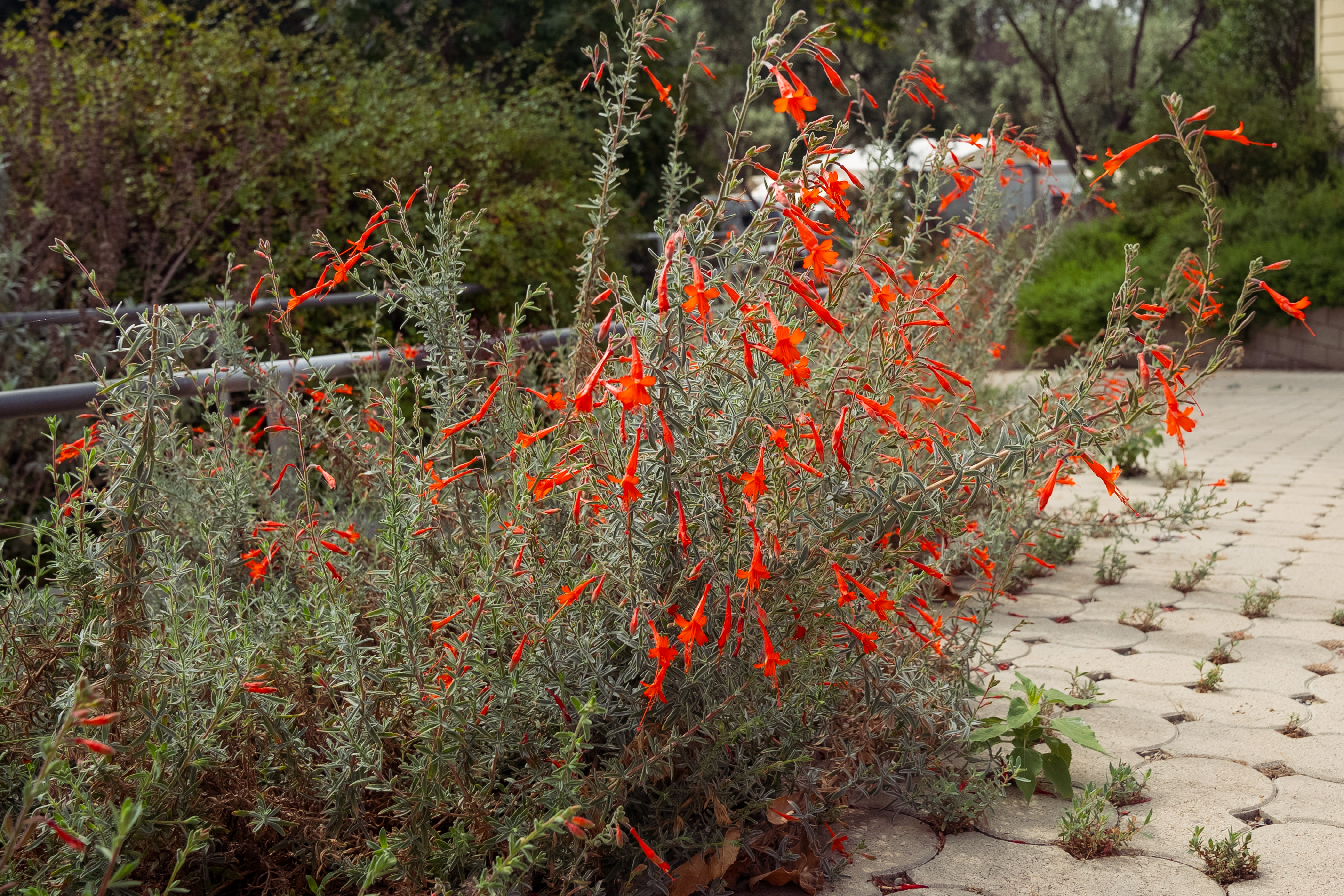 California fuchsia (Epilobium canum)