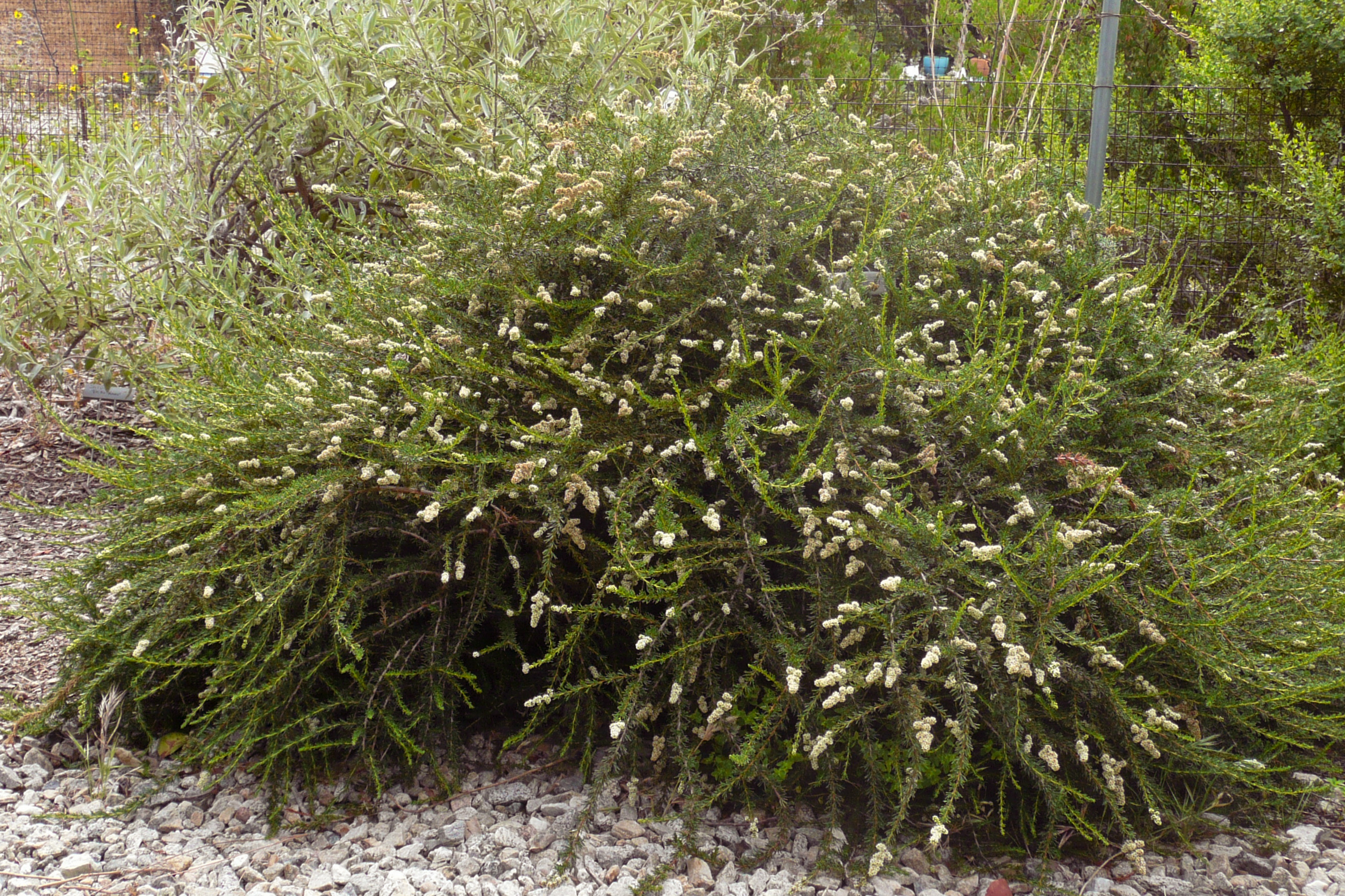 Nicolas chamise (Adenostoma fasciculatum 'Nicolas')