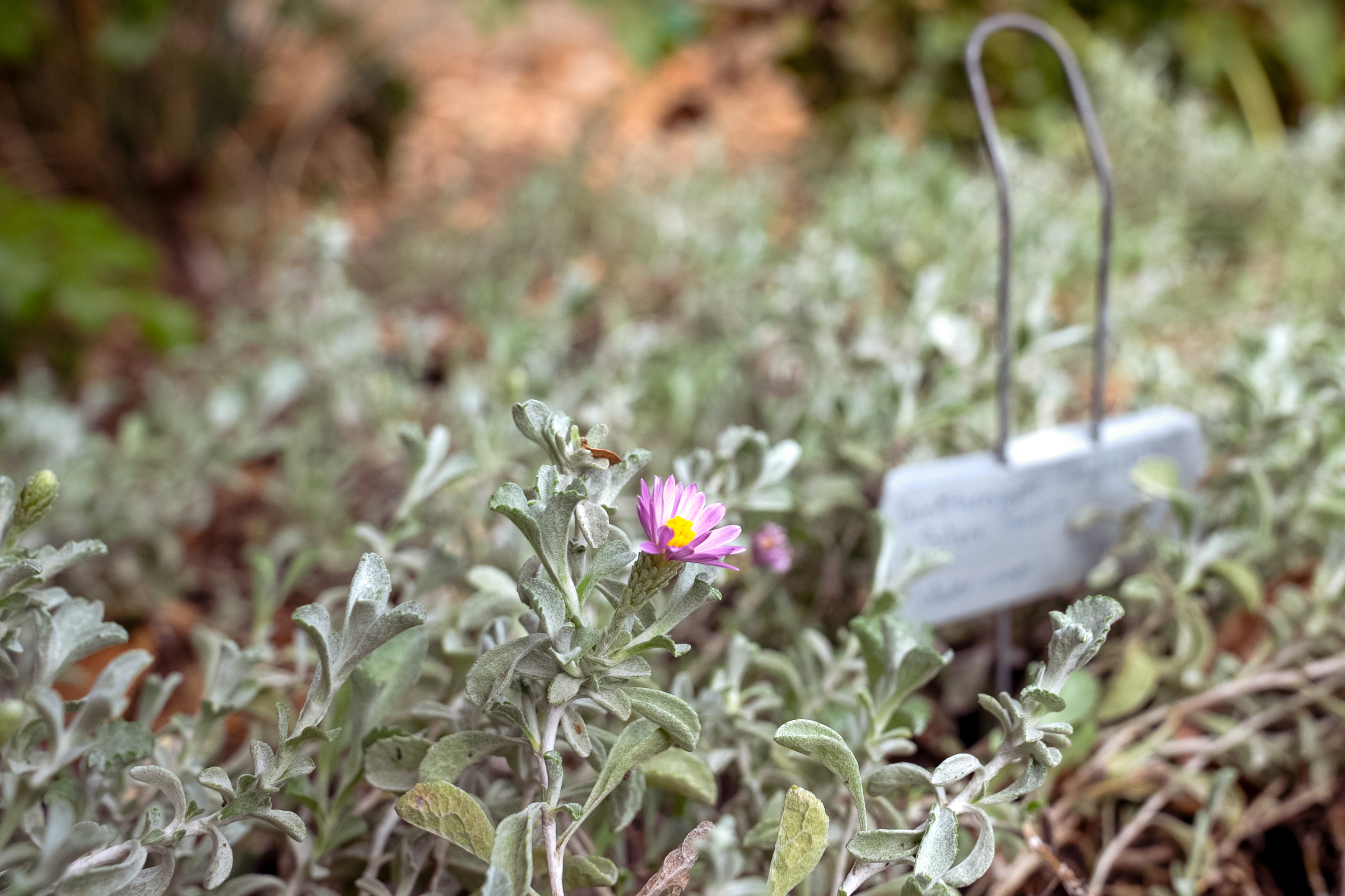 Silver carpet aster (Corethrogyne filaginifolia, Silver Carpet)