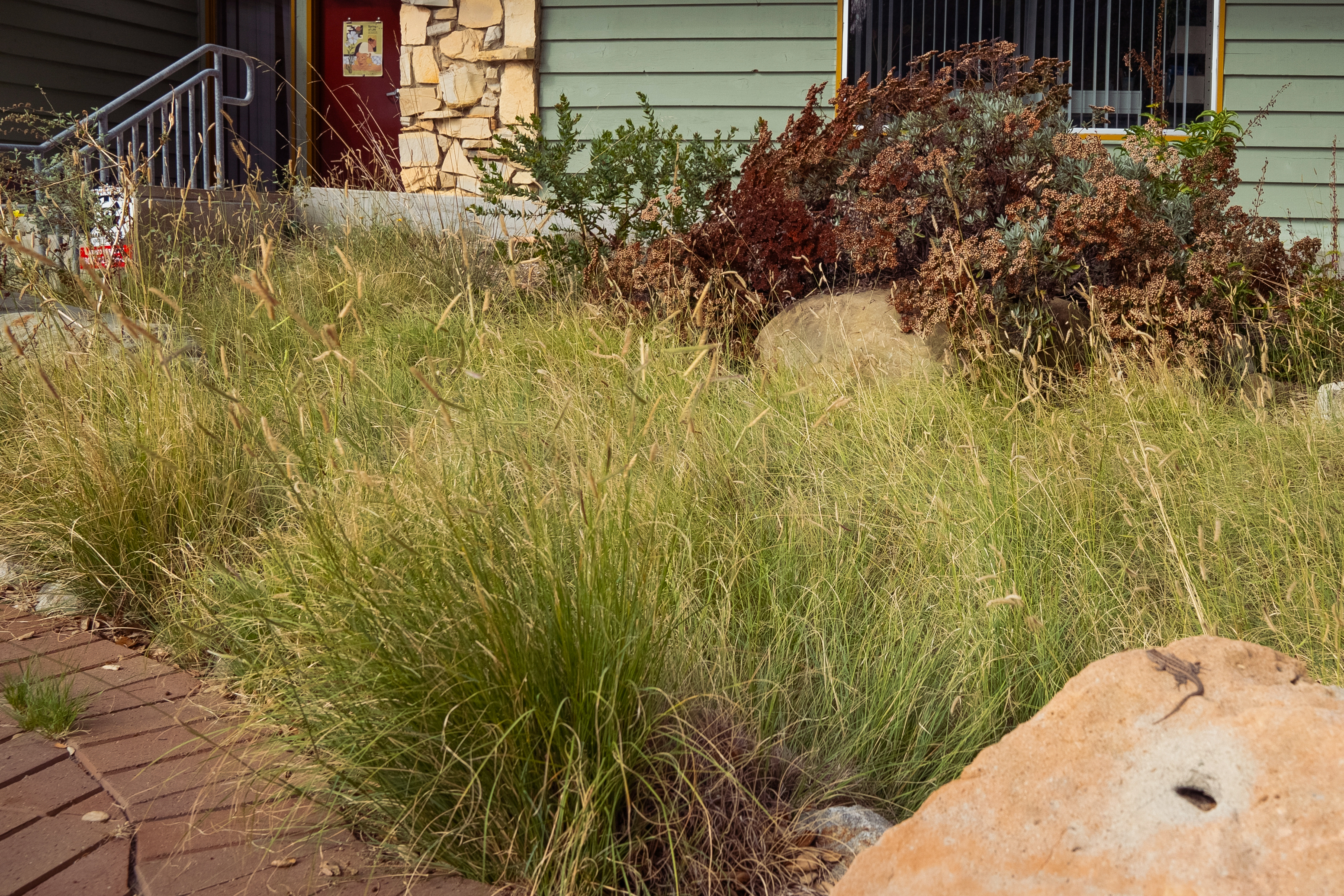 Blue grama grass (Boutaloua gracilis)