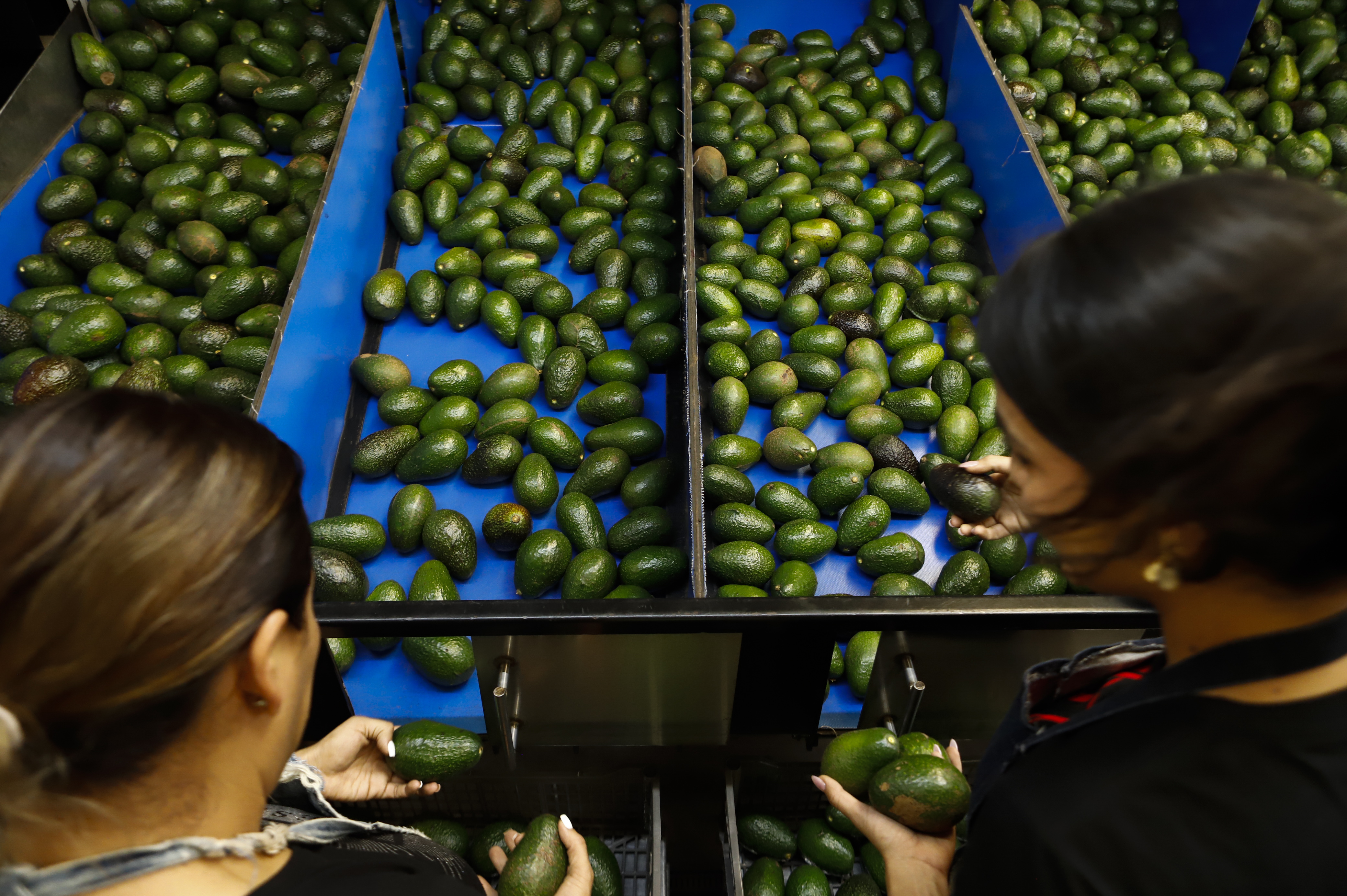 A worker selects avocados at a packing plant in Uruapan, Mexico, Wednesday, Feb. 16, 2022. 