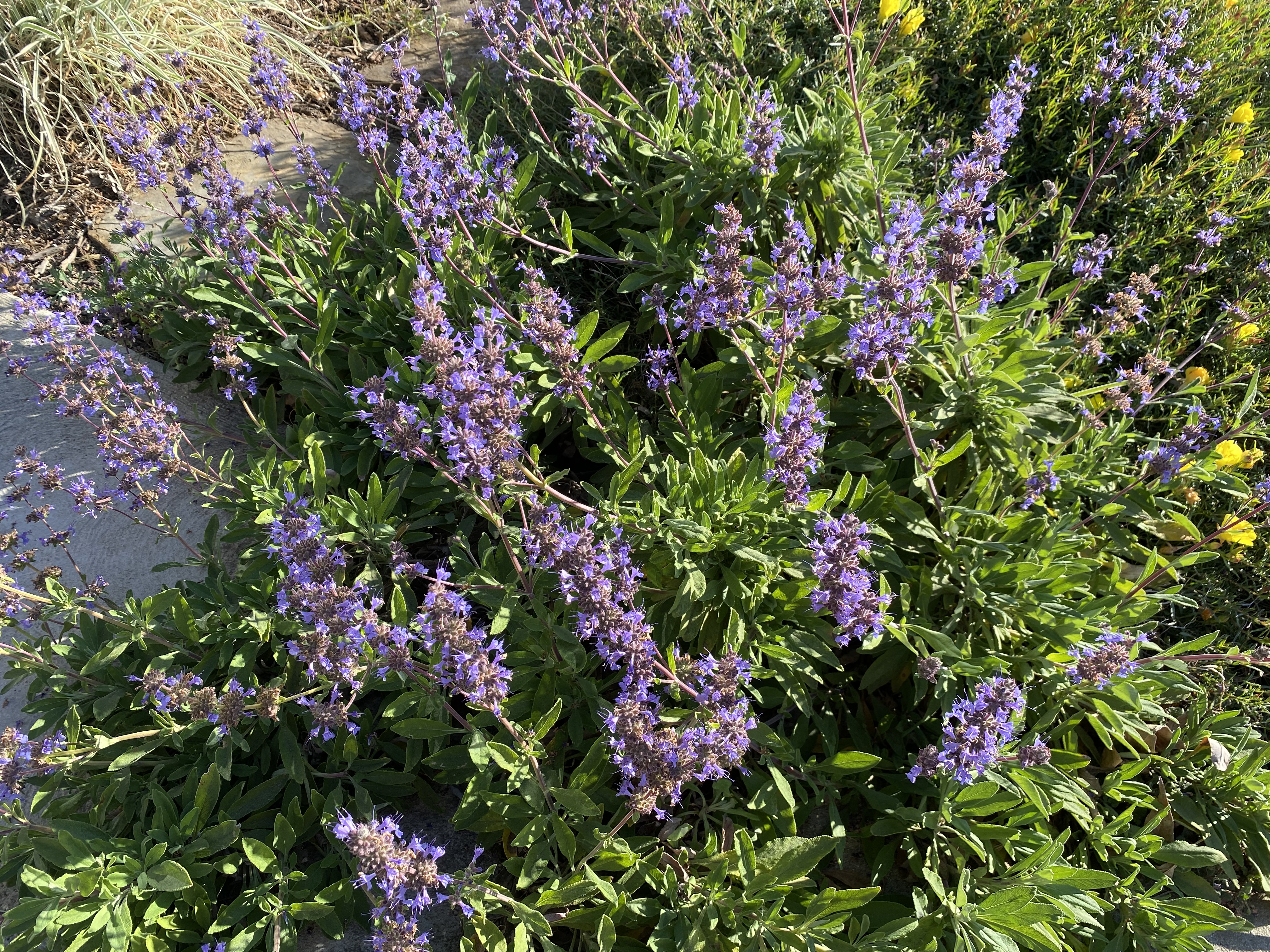 Dara's choice creeping sage (Salvia 'Dara's Choice')