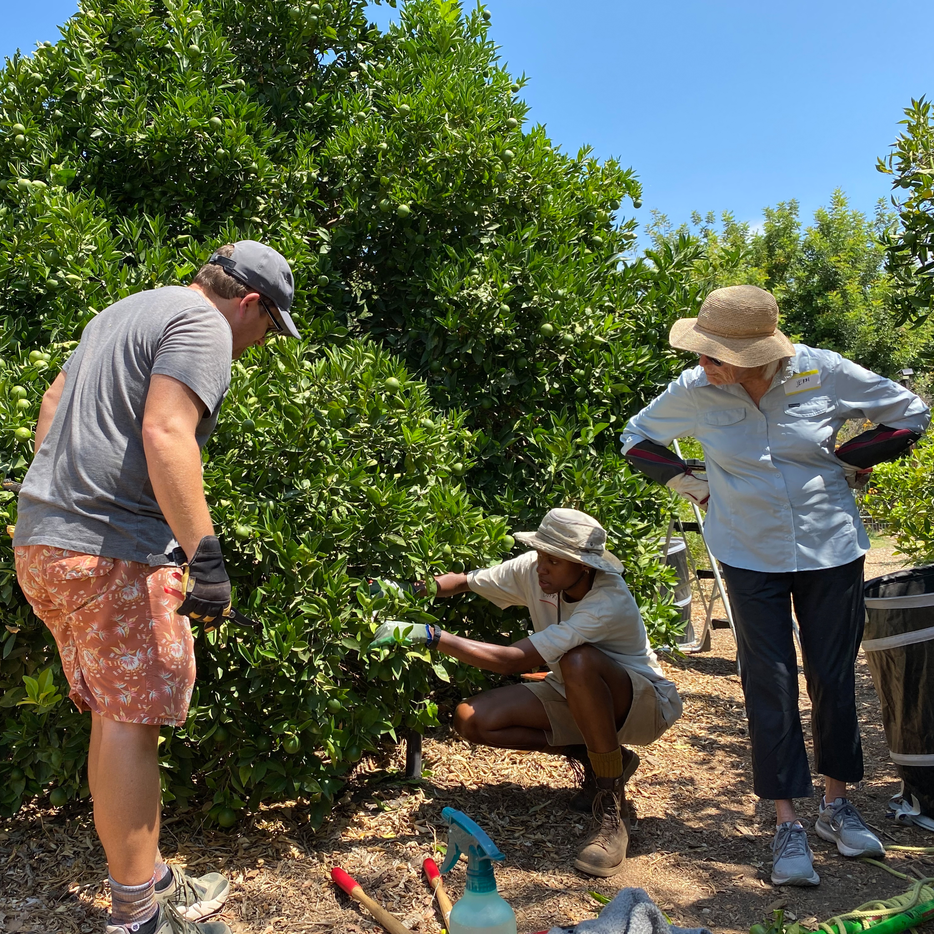 Learn how to prune citrus trees in your backyard.