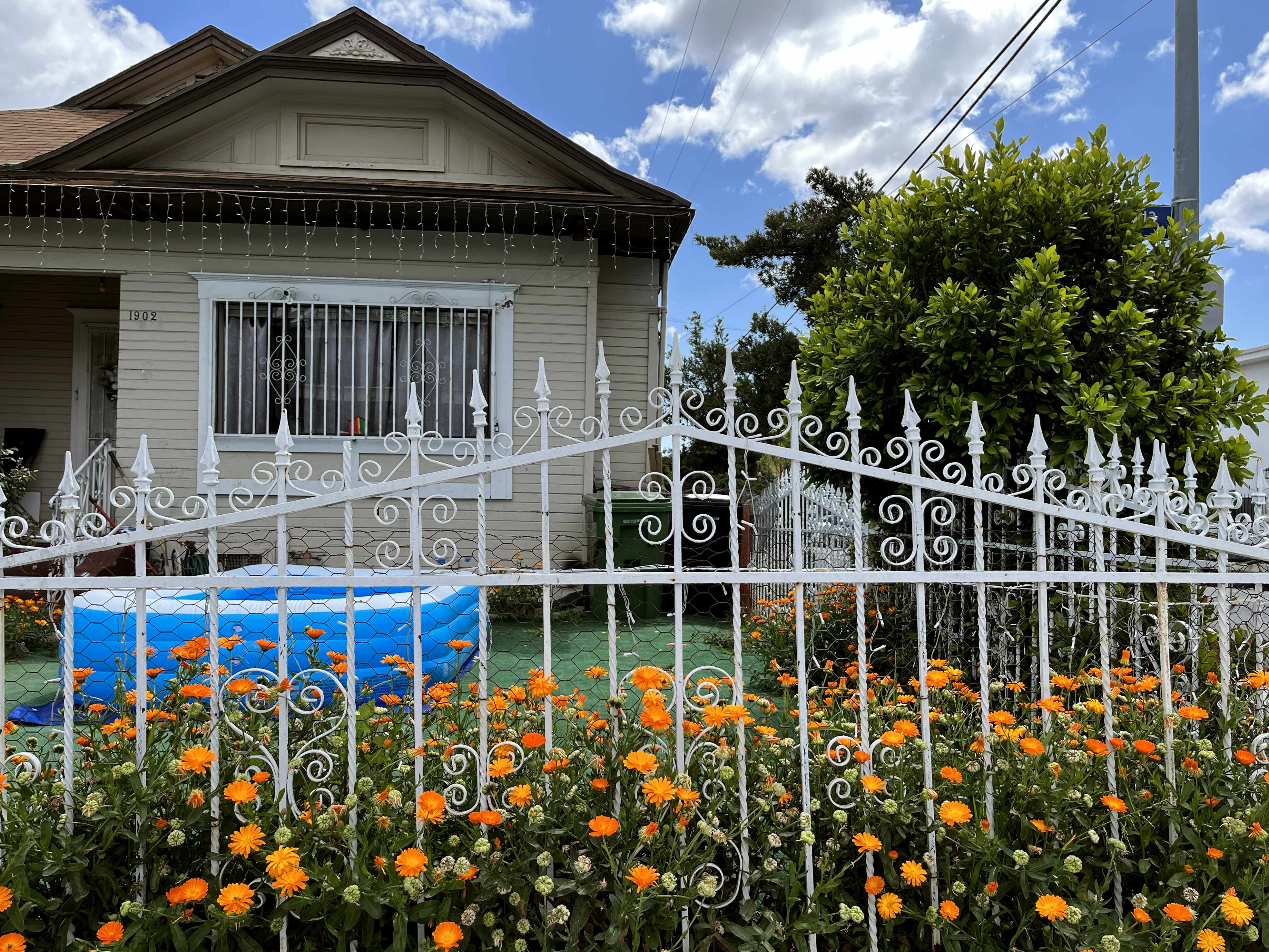 Marigolds in the front yard of a home in Boyle Heights.