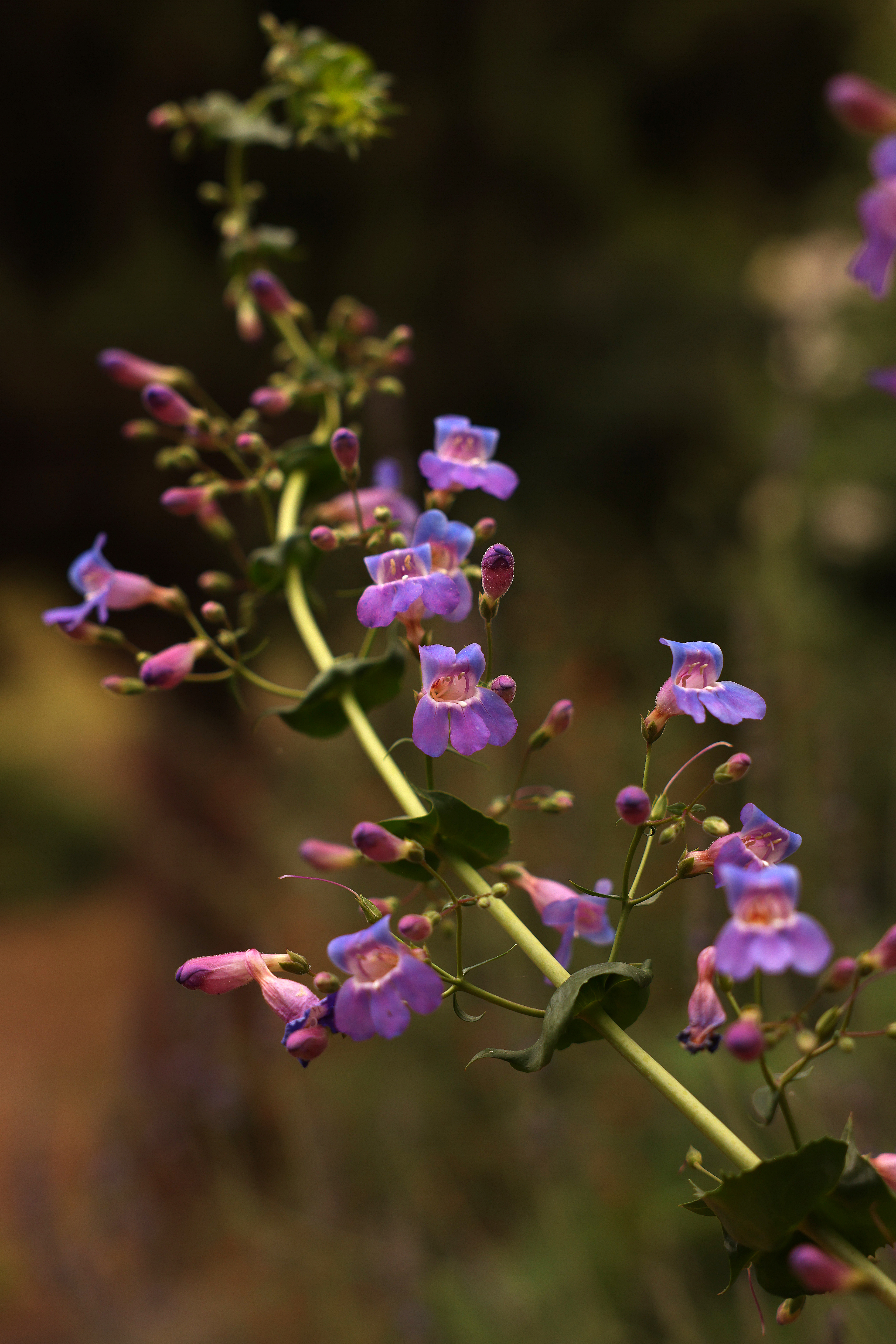 A stem of Penstemon has purple flowers.