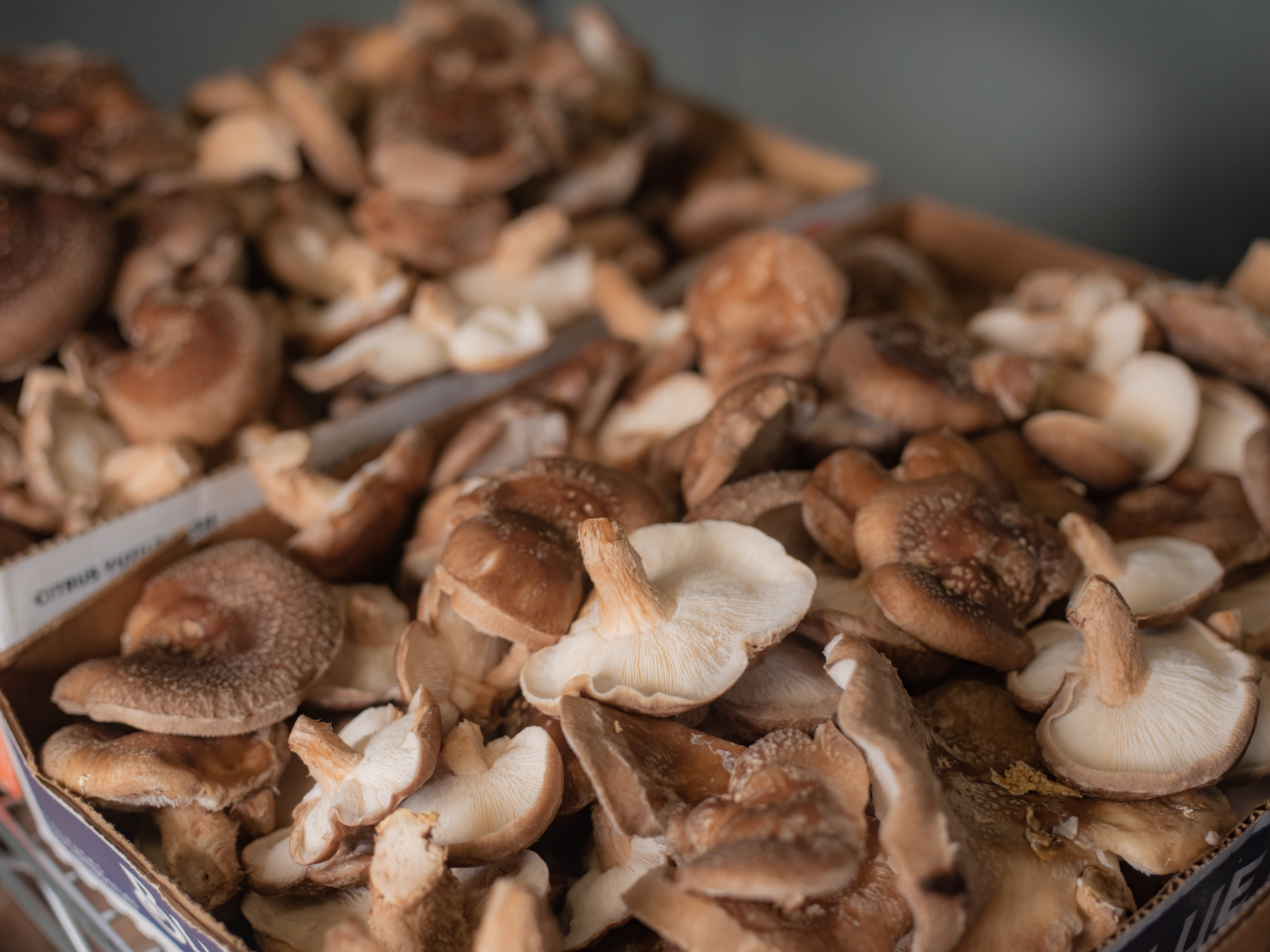 DESCANSO, CA - January 9, 2023: Close up of Shiitake mushrooms at Muellers Mushrooms in Descanso, CA. (Alan Nakkash / For The Times)