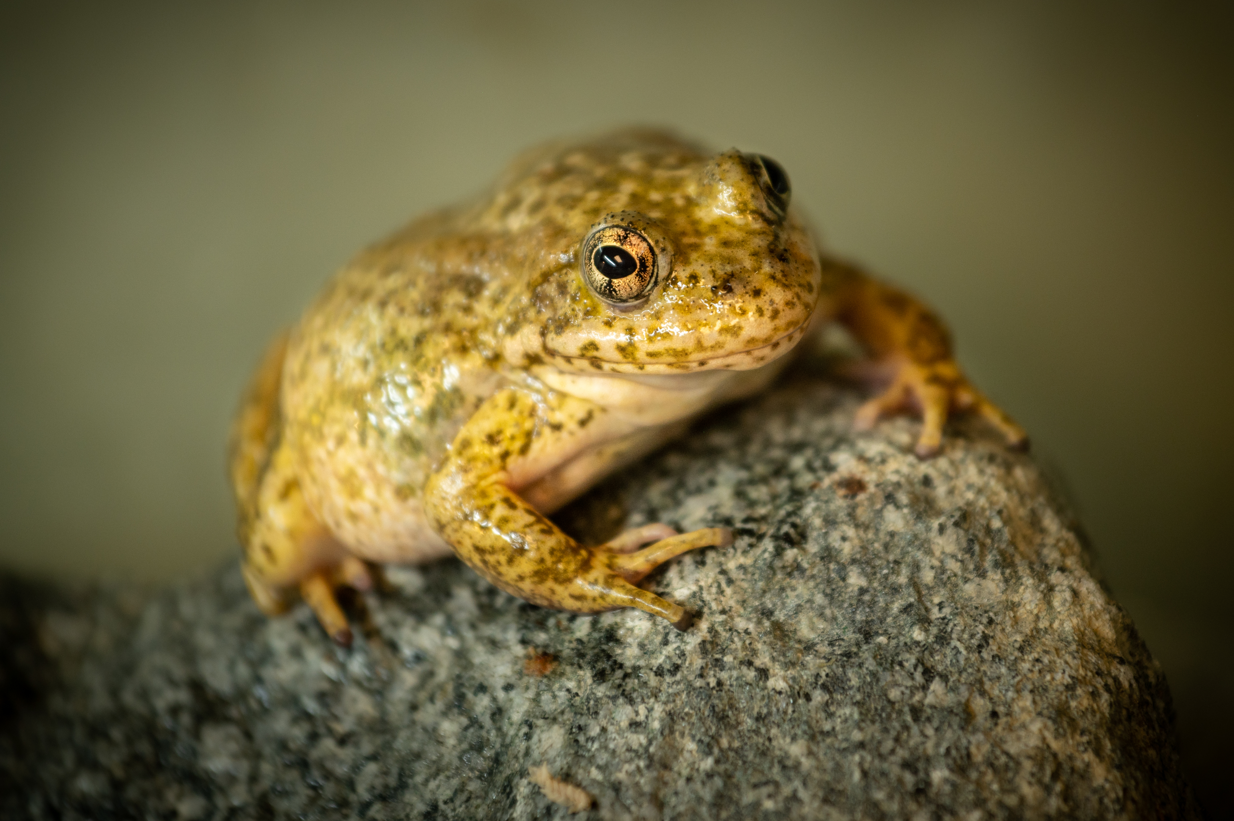 Approximately 170 Endangered southern mountain yellow-legged frogs (Rana muscosa) were released into their native habitat in the San Gabriel Mountains on Aug. 29 and 30, 2023. Animal care staff from the Los Angeles Zoo joined conservationists from the U.S. Geological Survey (USGS) to an undisclosed site to conduct the release.