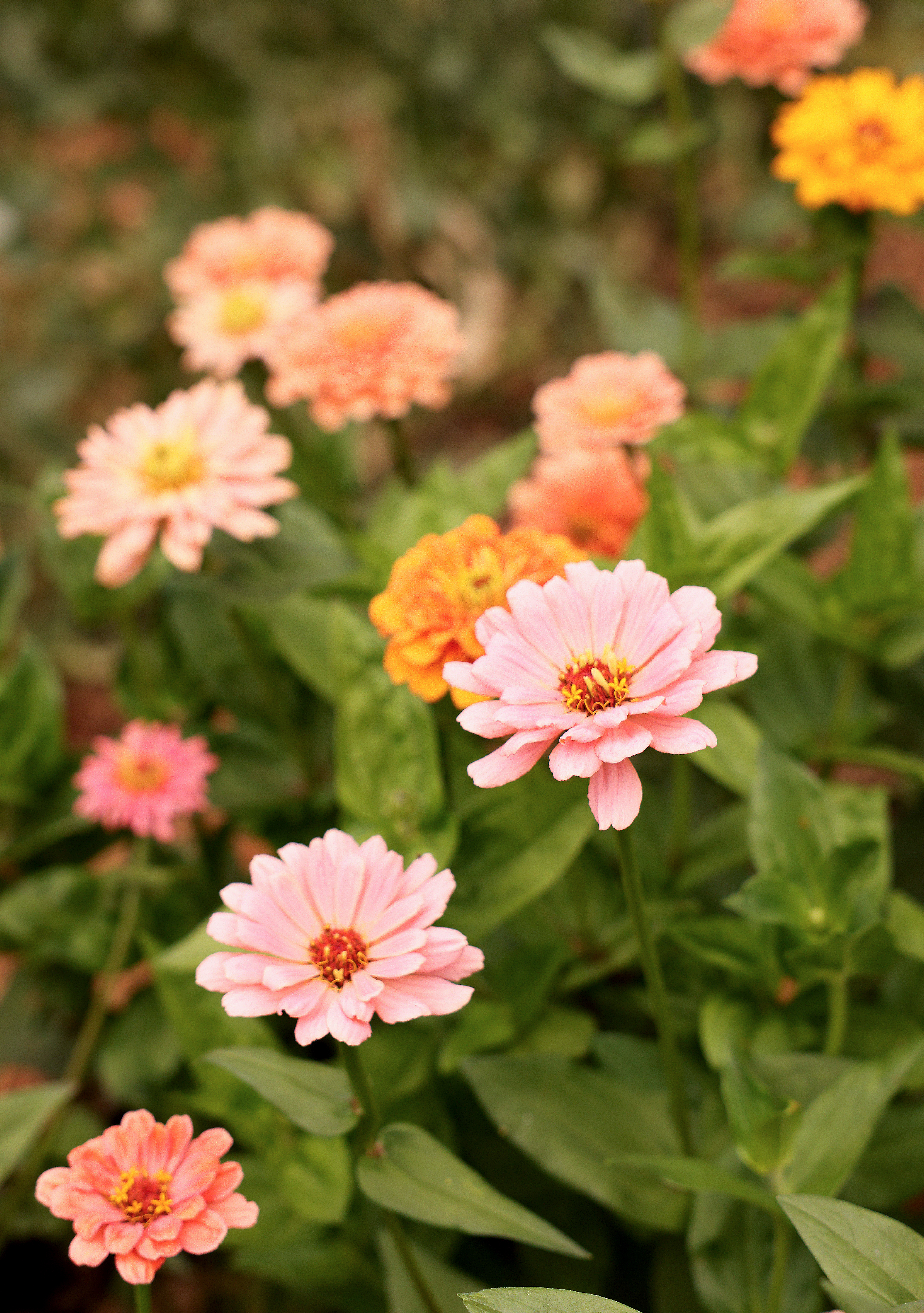 Zinnias in Ferguson's garden.