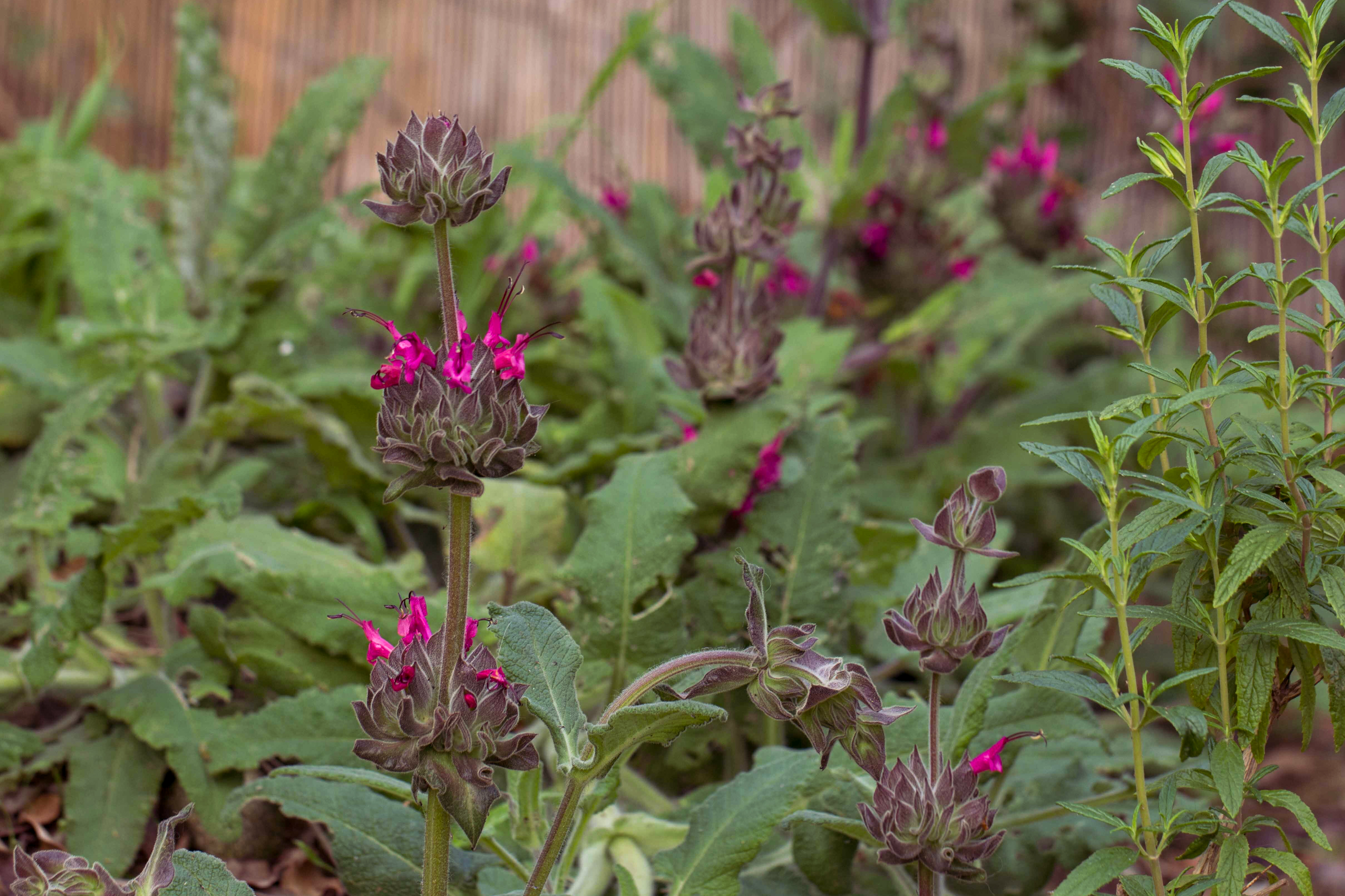 Hummingbird sage (Salvia spathacea) with large magenta flowers.