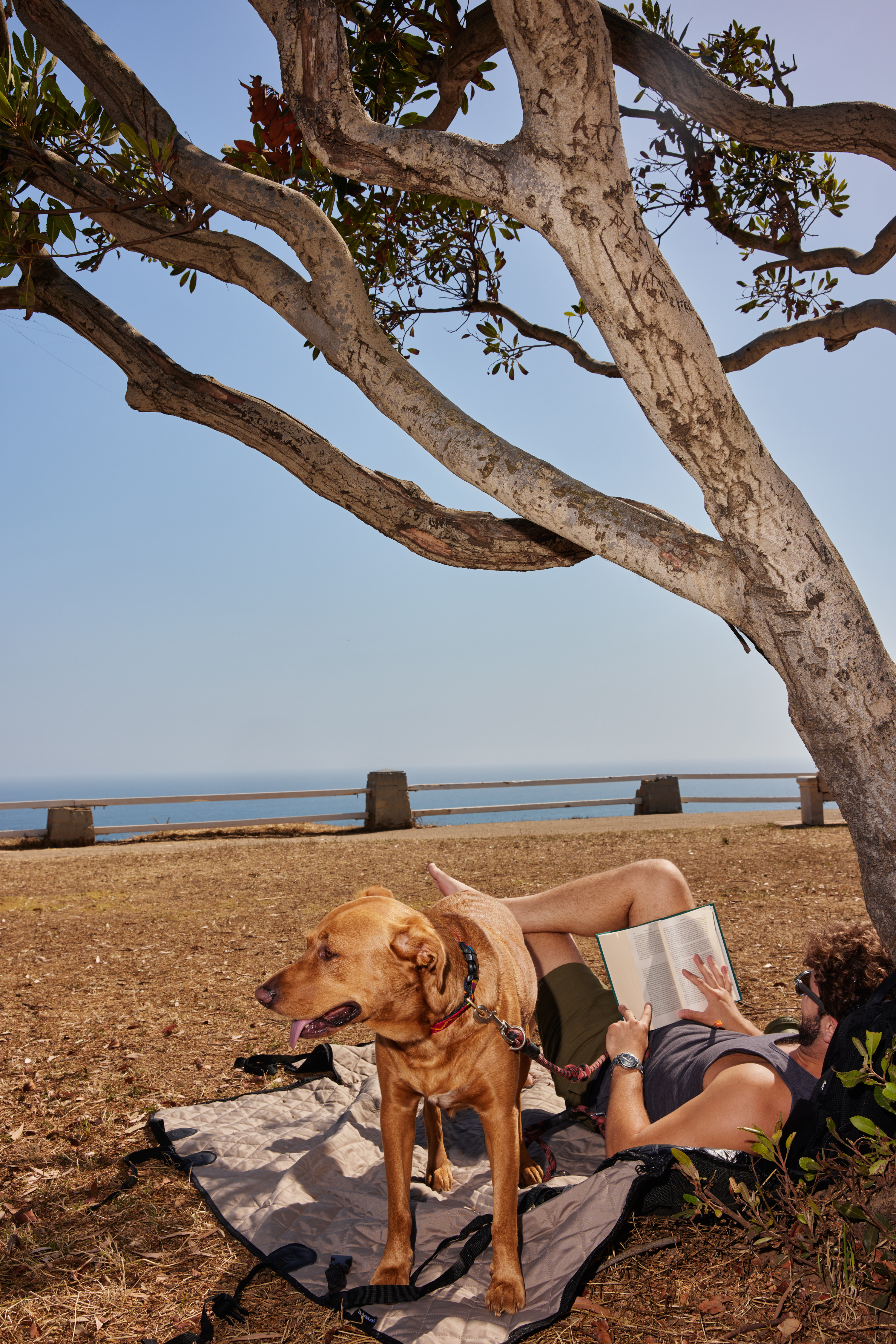 A person reads with his dog under a tree on a bluff overlooking the ocean