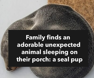 Family finds an adorable unexpected animal sleeping on their porch: a seal pup