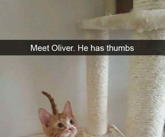 Meet Oliver A Cat With Thumbs