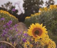 Sunflower Basket - Happy Friday