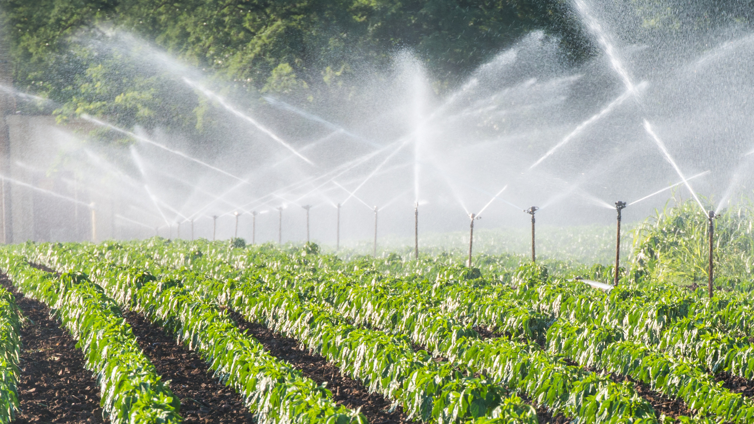 Irrigation system on green field