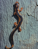 Bolitoglossa jacksoni