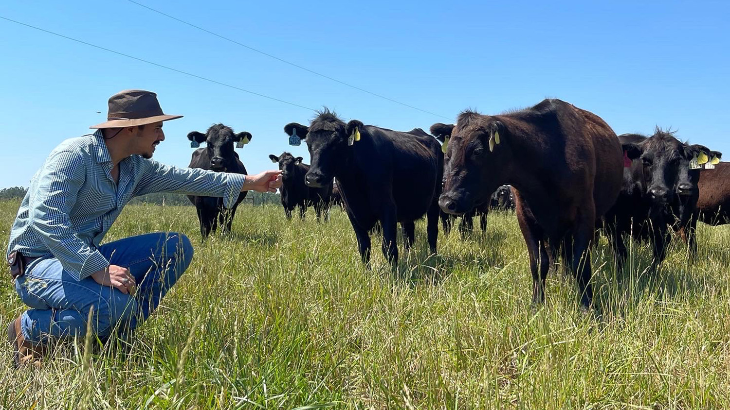 a man stands in a pasture with dark brown cows