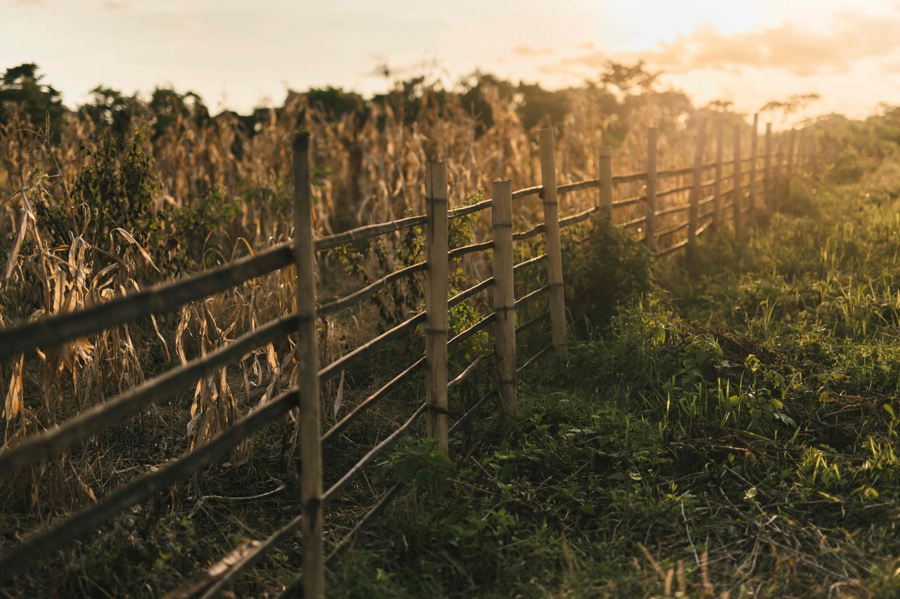 Farm's fence on cornfield at sunset