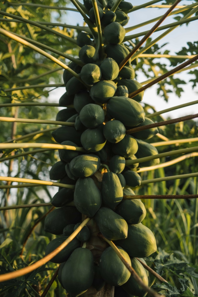 CapKaroso-papayas