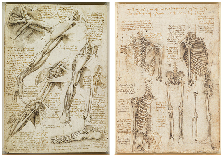 Leonardo Da Vinci Drawing Anatomy