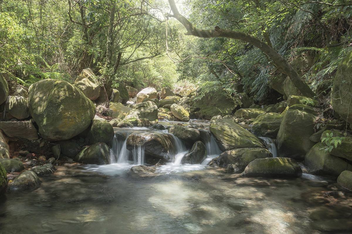 不用花錢爽泡湯！陽明山「溫泉祕境」享受天然牛奶泉，迷你瀑布宛如置身森林