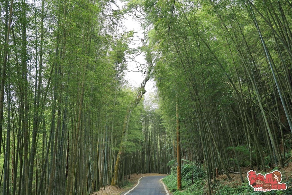 別只去阿里山！嘉義梅山12大祕境：最美茶園步道、台版九寨溝、海拔最高吊橋