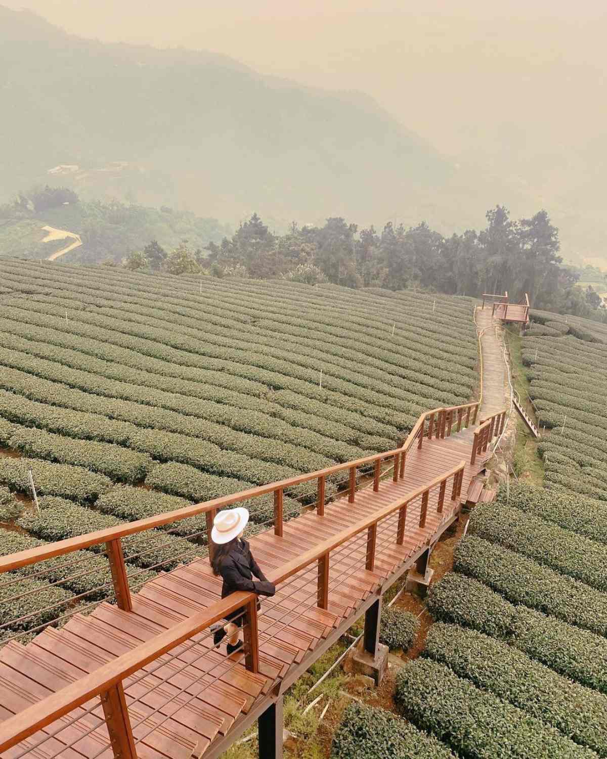 別只去阿里山！嘉義梅山12大祕境：最美茶園步道、台版九寨溝、海拔最高吊橋