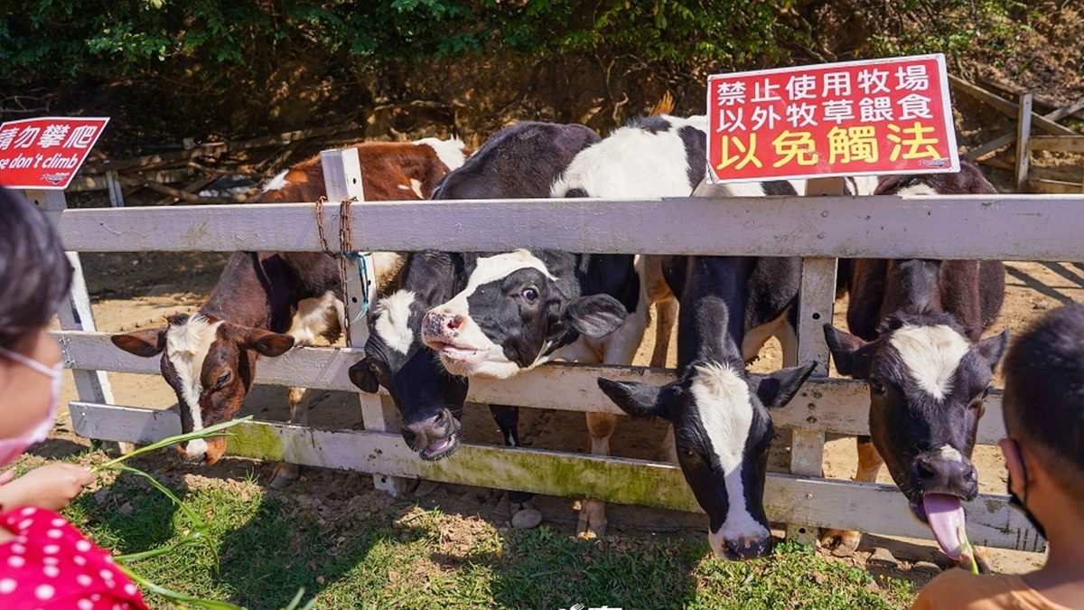 小乳牛一看到人就好激動，頭一直往我們的方向伸過來。（圖片來源：剎有其食）