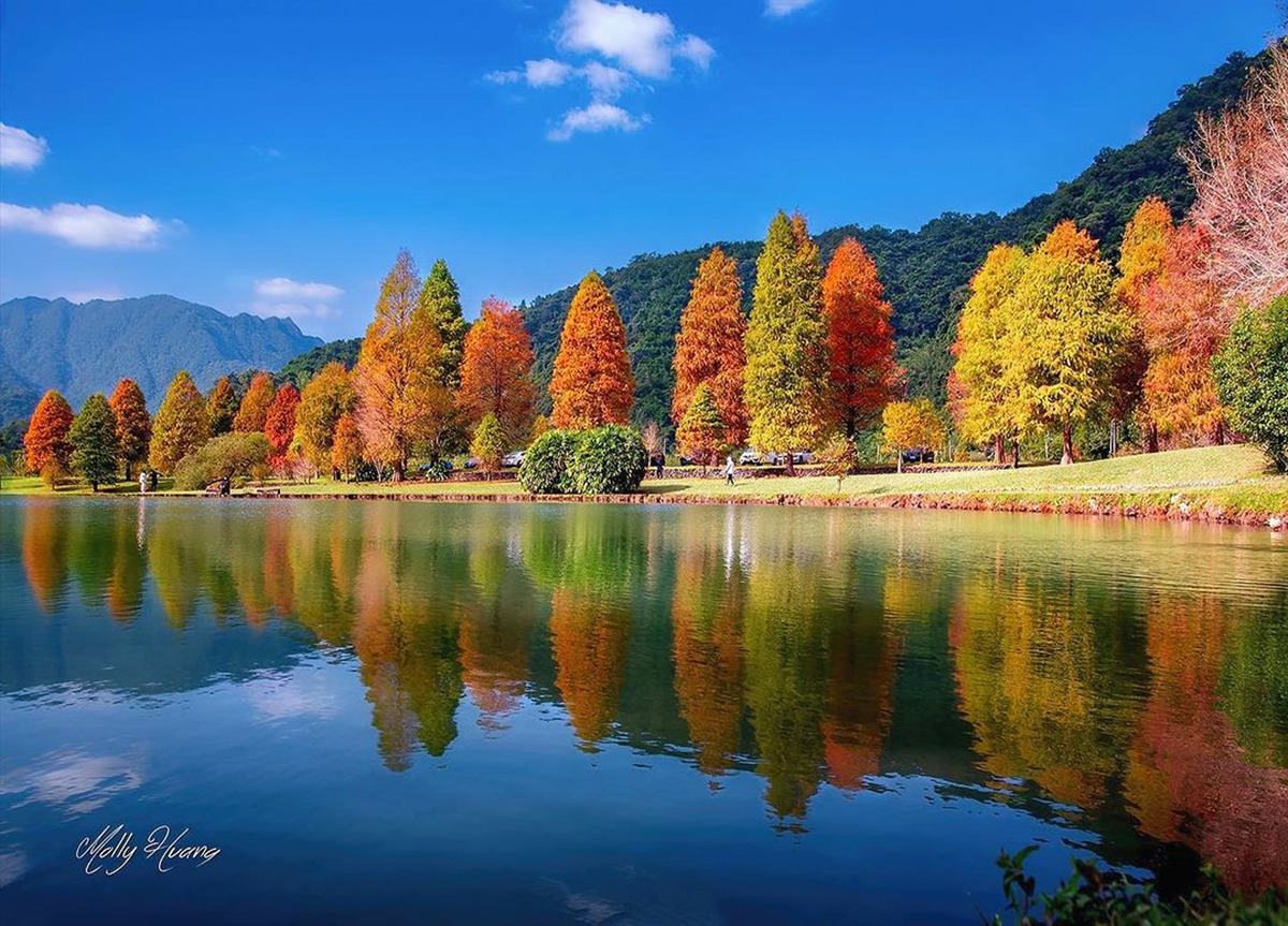 即時美景報你知！全台最美漸層落羽松TOP10：４萬坪莊園祕境、夢幻湖泊倒影