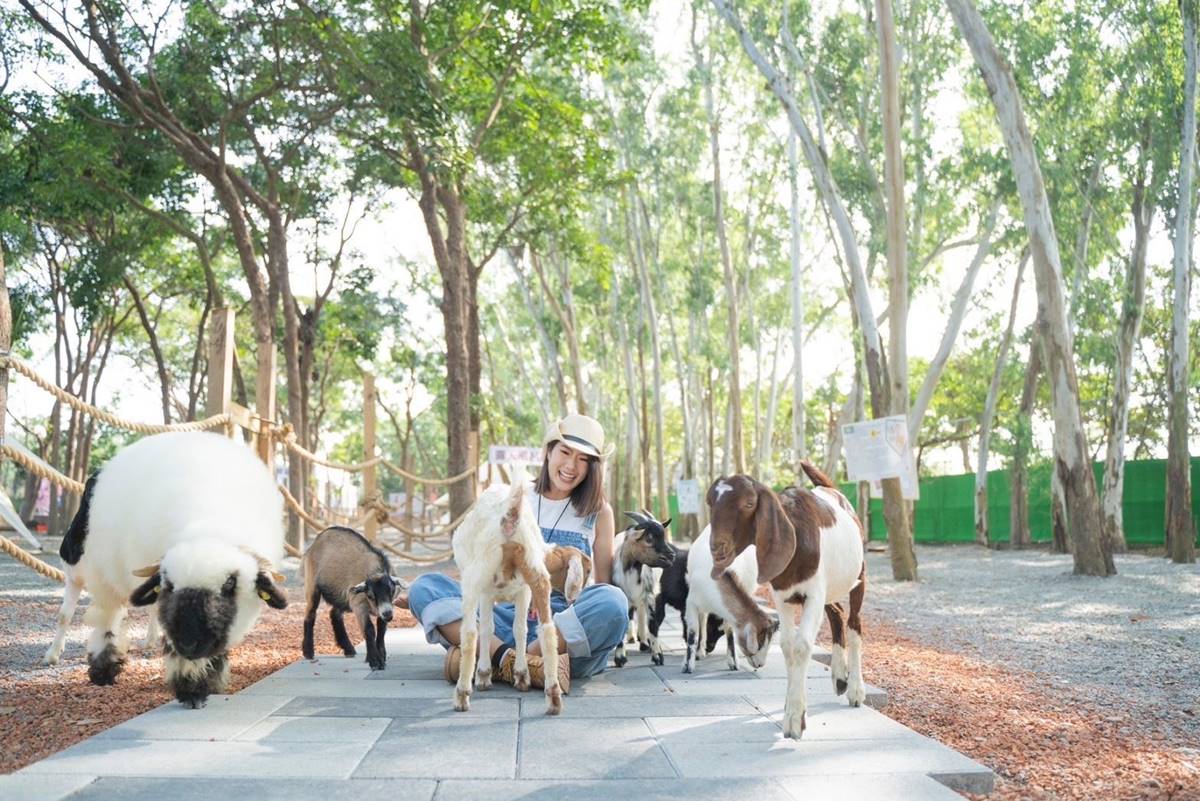 【新開店】嘉義最新「森林動物樂園」！餵軟萌笑笑羊、水豚，高空滑索超刺激