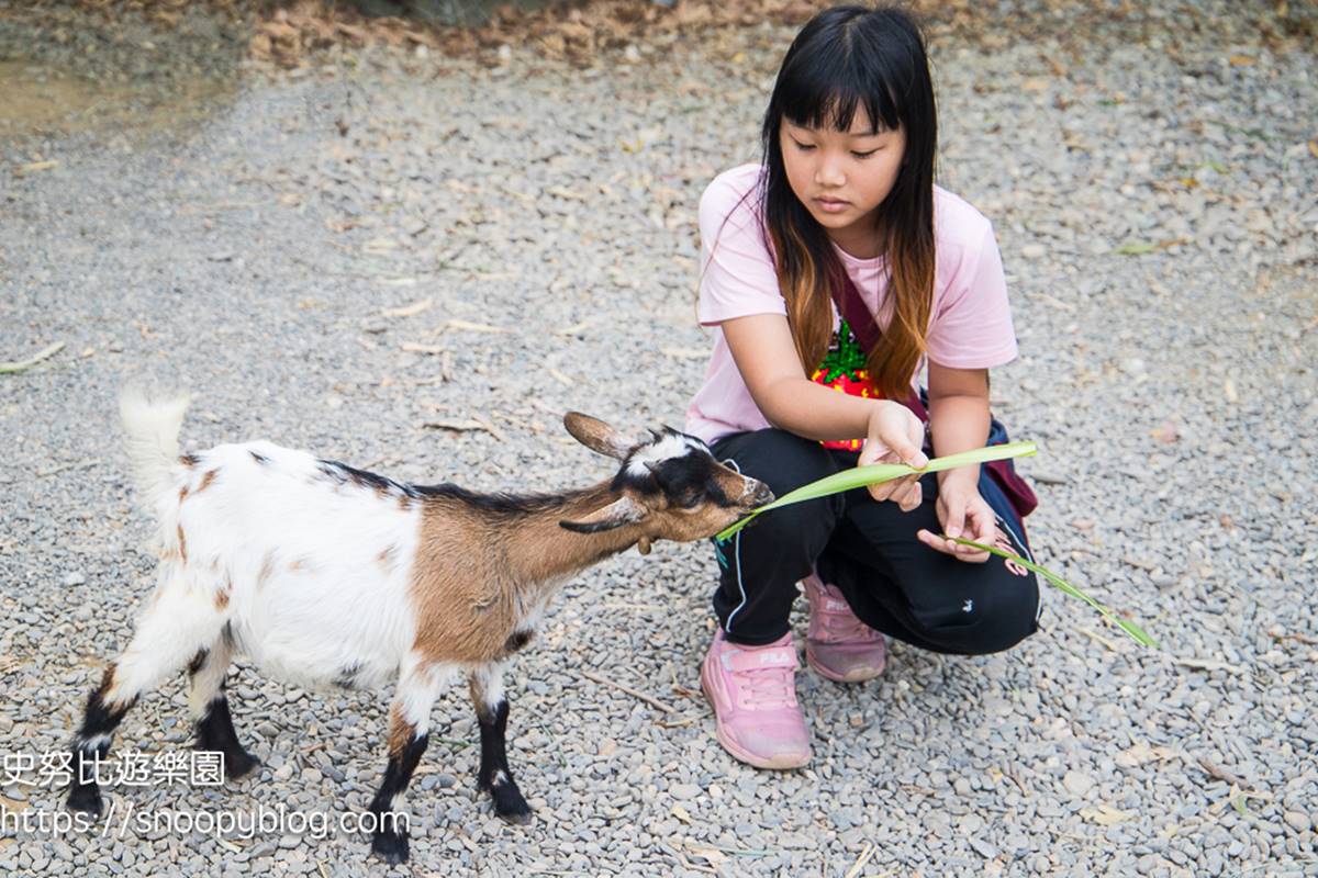 【新開店】嘉義最新「森林動物樂園」！餵軟萌笑笑羊、水豚，高空滑索超刺激