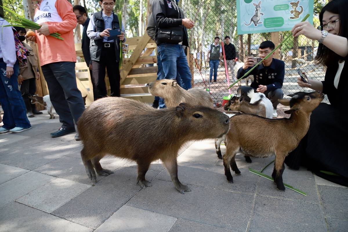 【新開店】嘉義最新「森林動物樂園」！餵軟萌笑笑羊、水豚，高空滑索超刺激