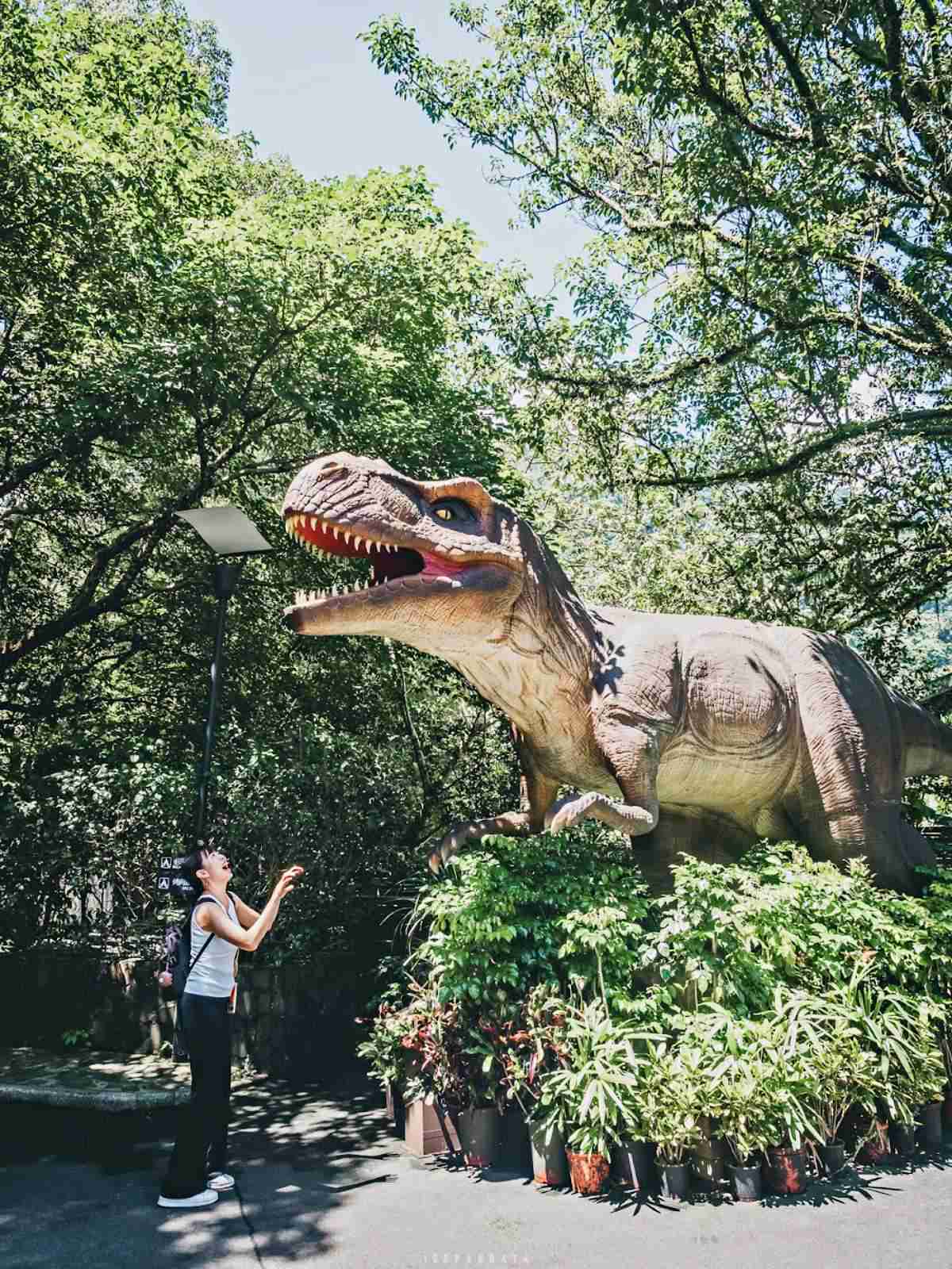 誤闖侏羅紀公園？全台唯一「恐龍森林步道」藏在這，百年巨藤、榕樹根太壯觀