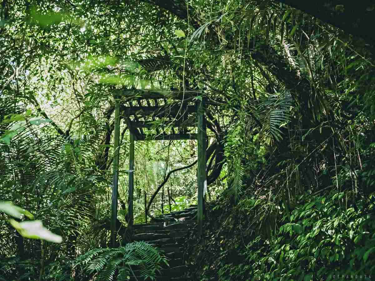 誤闖侏羅紀公園？全台唯一「恐龍森林步道」藏在這，百年巨藤、榕樹根太壯觀