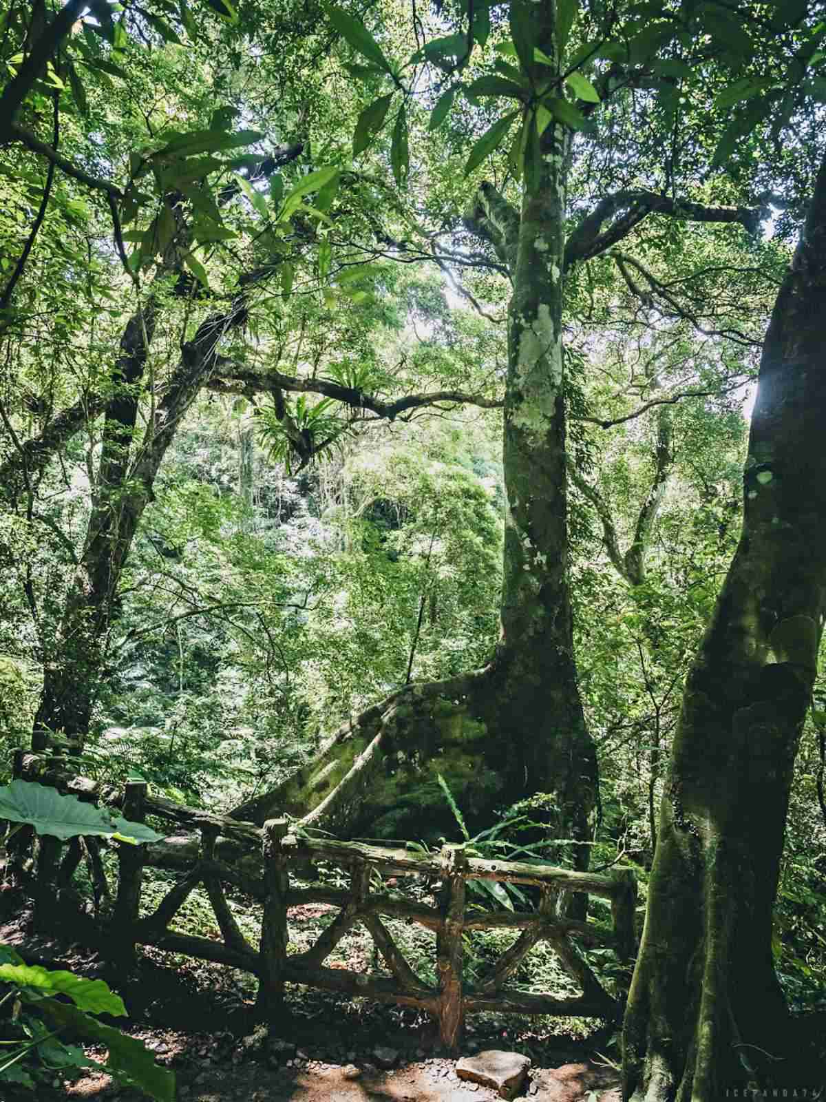 誤闖侏羅紀公園？全台唯一「恐龍森林步道」藏在這，百年巨藤、榕樹根太壯觀