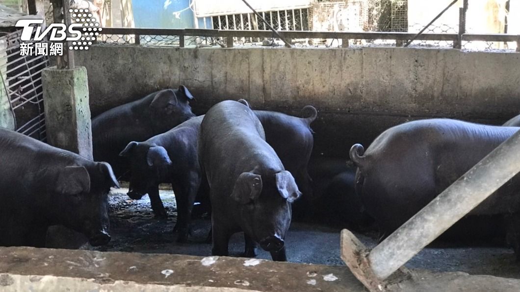 宜蘭查獲1飼養場違規廚餘養豬，開罰至少8萬元。（圖／中央社）