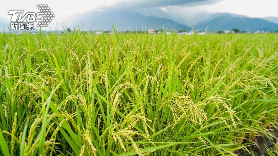 日本近期出現「令和米荒」。（示意圖／shutterstock 達志影像）