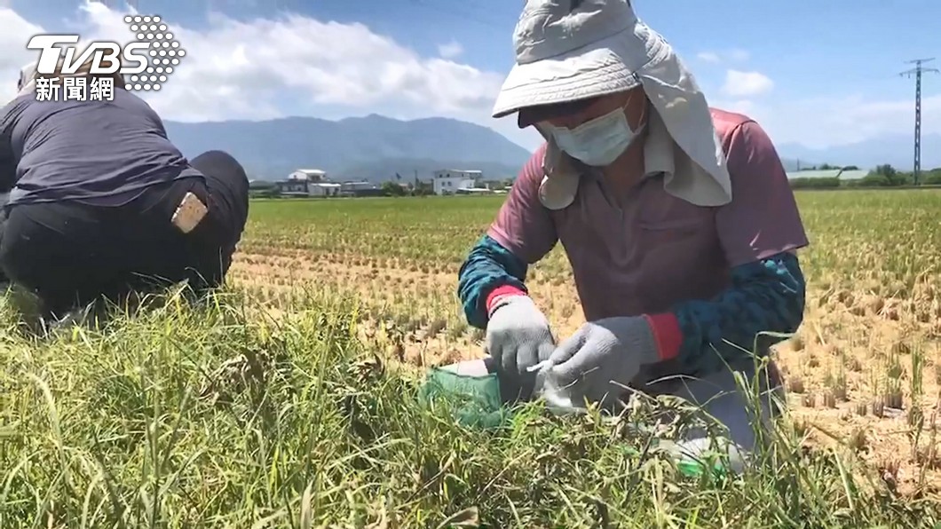 Taiwan, Africa strengthen ties with agriculture training (TVBS News) Taiwan, Africa strengthen ties with agriculture training