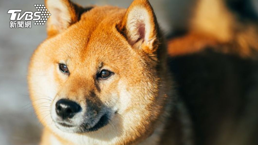 一隻柴犬失控暴衝咬死貴賓狗。（示意圖，非當事柴犬／Shutterstock達志影像）