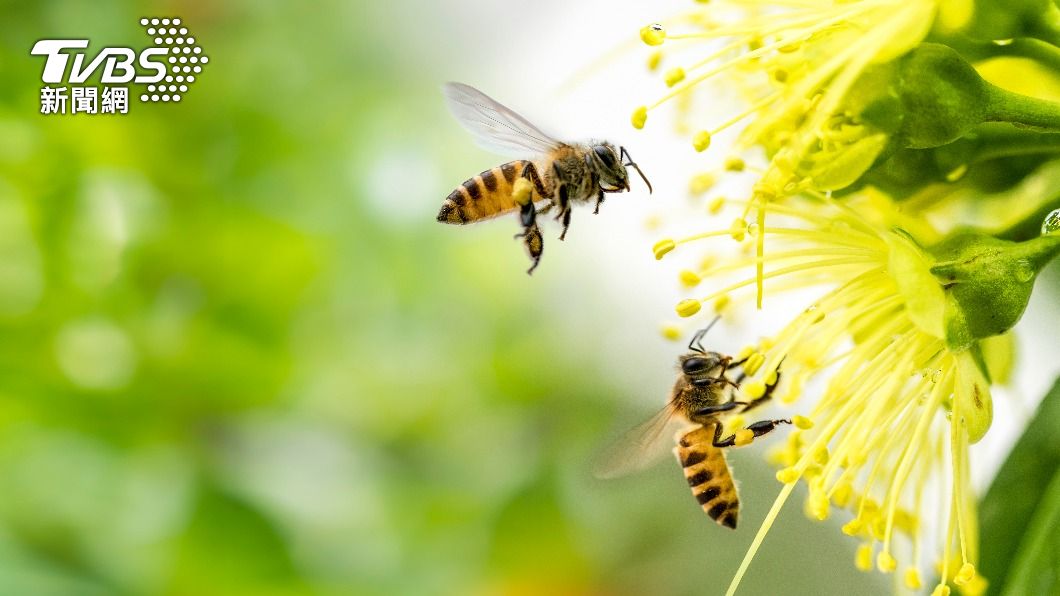 Hornet attack leaves two dead, nine injured in New Taipei (Shutterstock) Hornet attack leaves two dead, nine injured in New Taipei