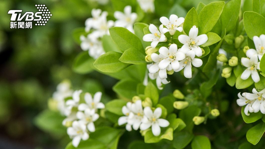 春季尾聲正是油桐花盛開的季節。（示意圖／shutterstock達志影像）