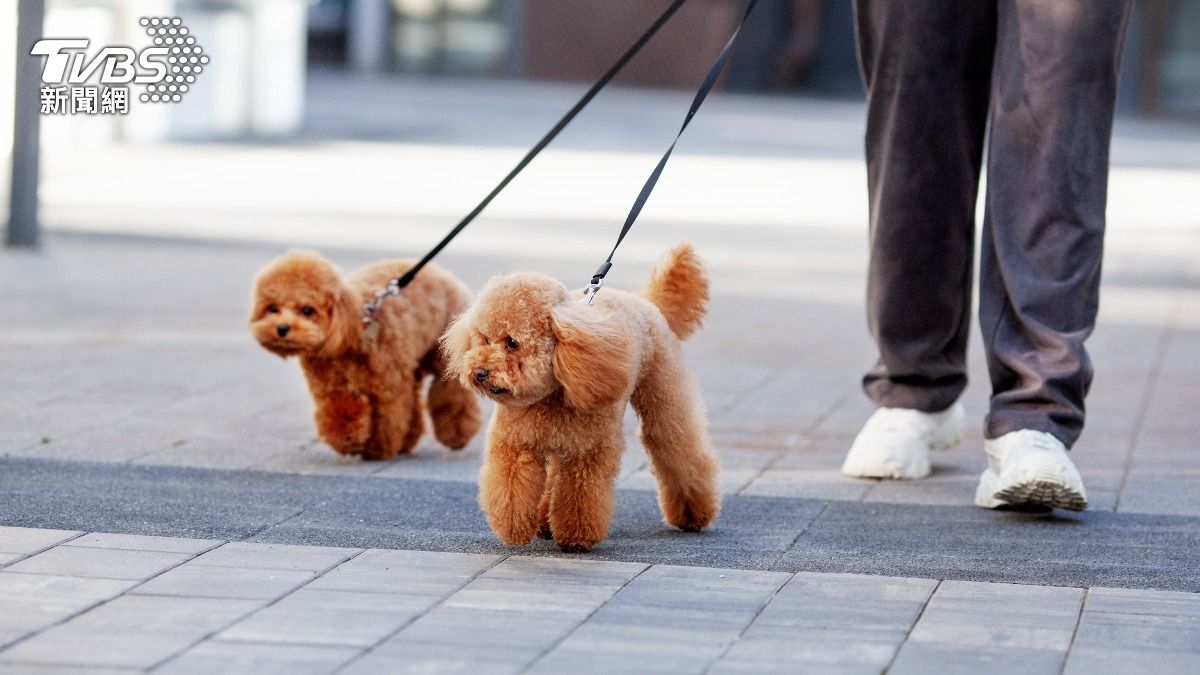 Pet industry in Taiwan hits NT$63.1B (Shutterstock) Taiwan’s pet industry reaches NT$63B as pet population rises