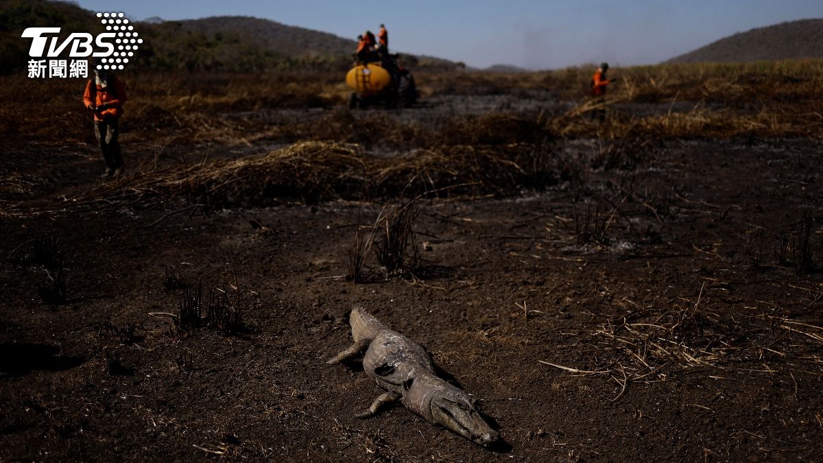 巴西「潘塔納爾濕地」（Pantanal）四處可見動物焦屍。（圖／達志影像路透社）