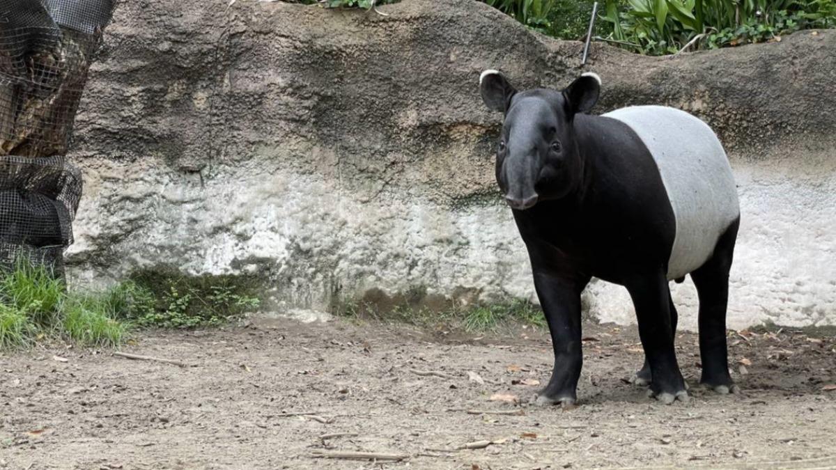 來自日本橫濱動物園的2歲馬來貘「ひでお」驚傳死亡。（圖／台北市立動物園提供）