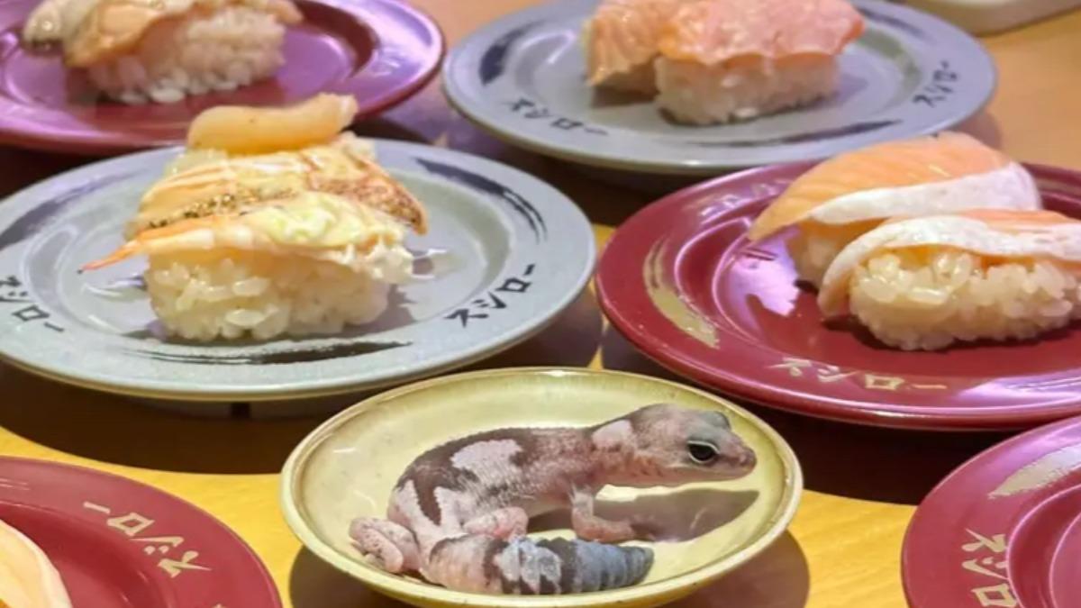 近日有民眾把寵物守宮放進壽司郎醬油碟引議。（圖／翻攝自Dcard）
